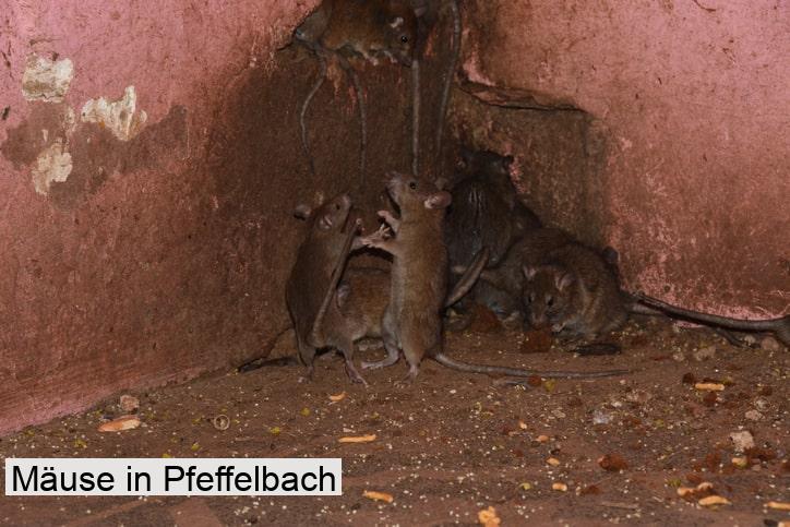 Mäuse in Pfeffelbach